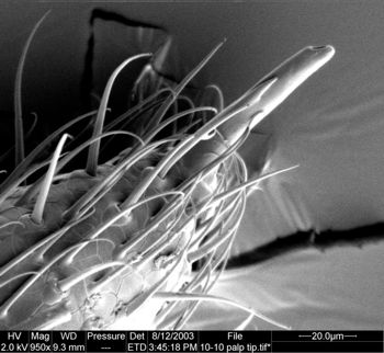 Media type: image;   Invertebrate Zoology 134645